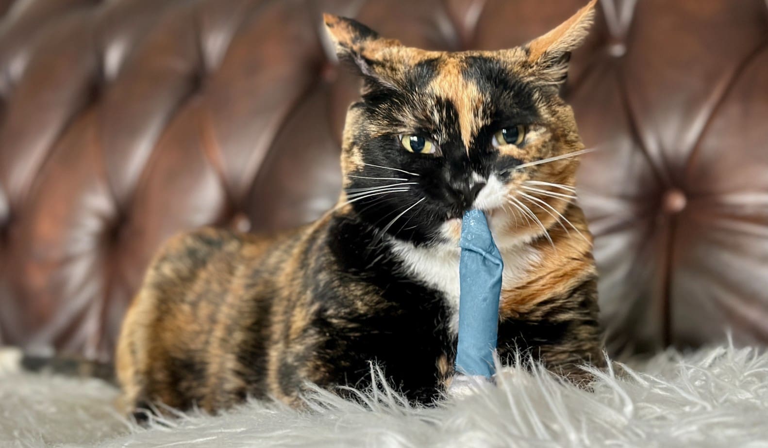 Hp Blue Catnip Stick Toy - Domácí krátkosrstá želvová kočka