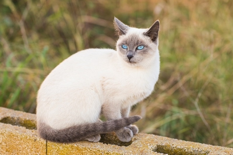 modrý bod siamská kočka_Tatiana Chekryzhova, Shutterstock