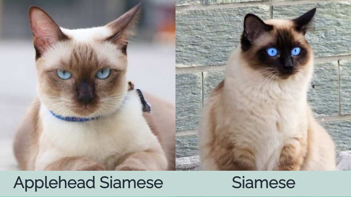 Applehead siamská vs siamská kočka