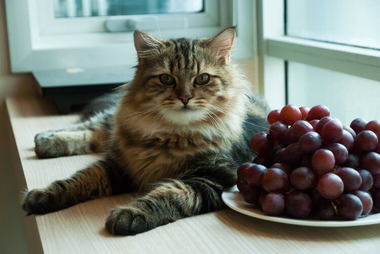 Lay Maine Coon