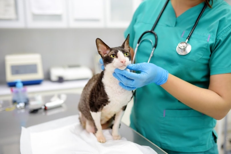 Kočka a veterinář