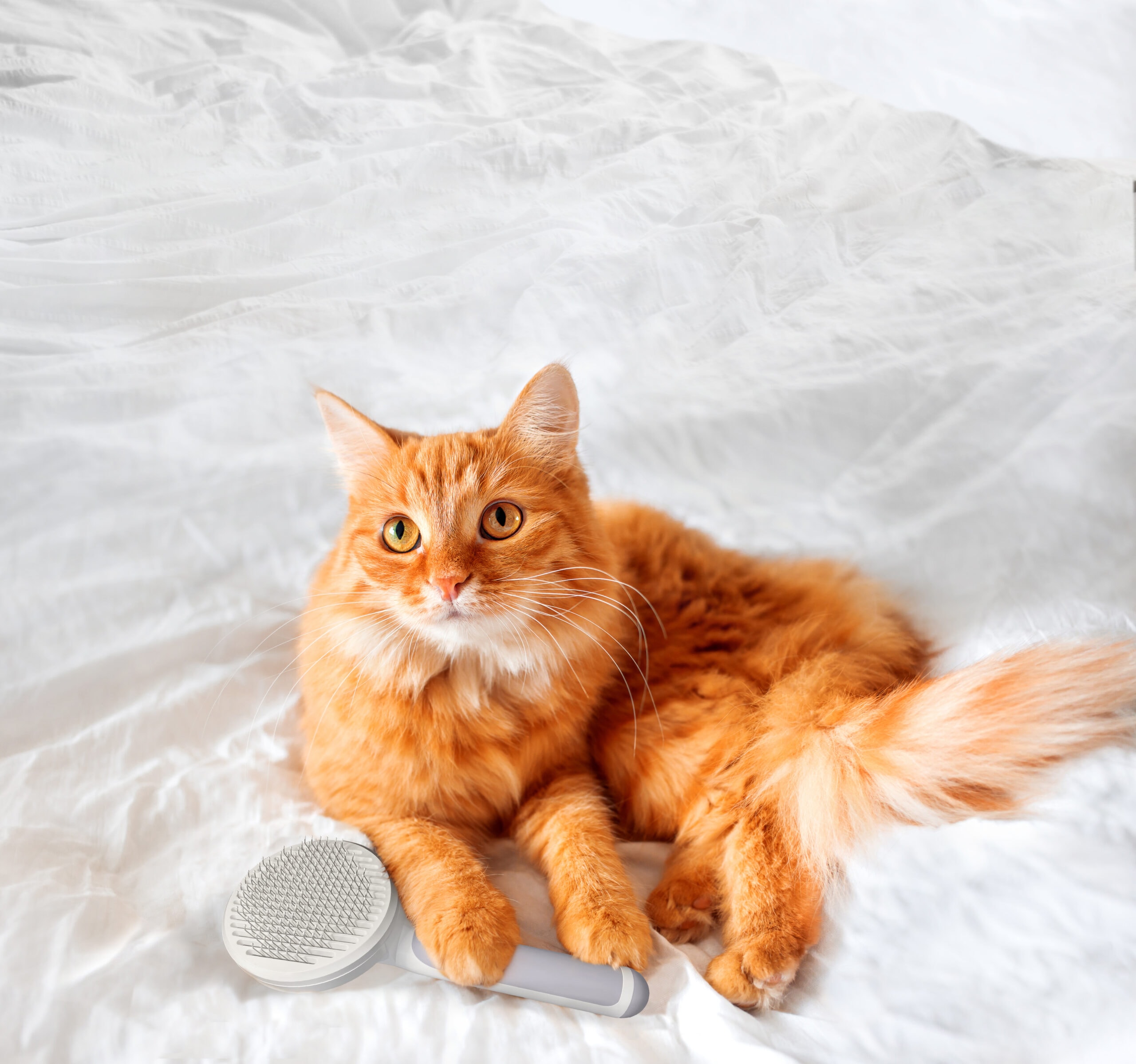 Hp Cat Brush