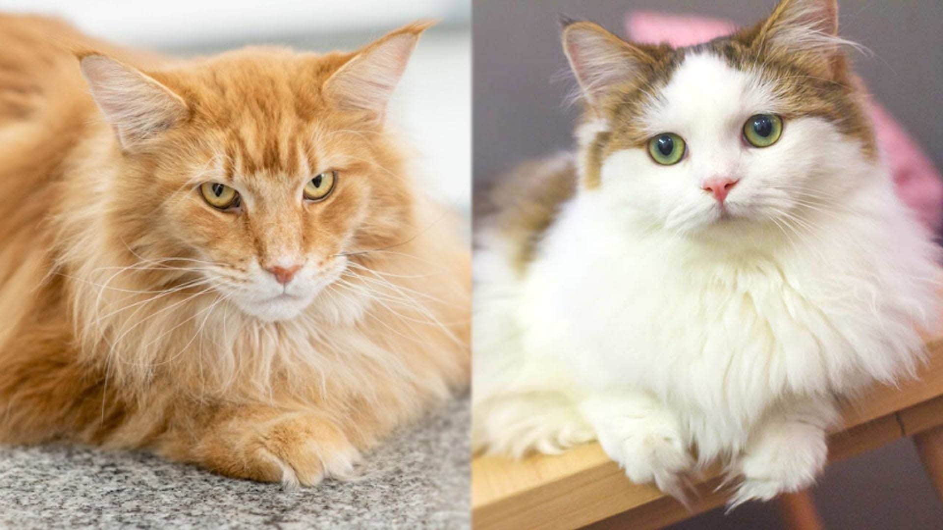 Maine Coon Munchkin Mix: Obrázky, temperament, osobnost a vlastnosti
