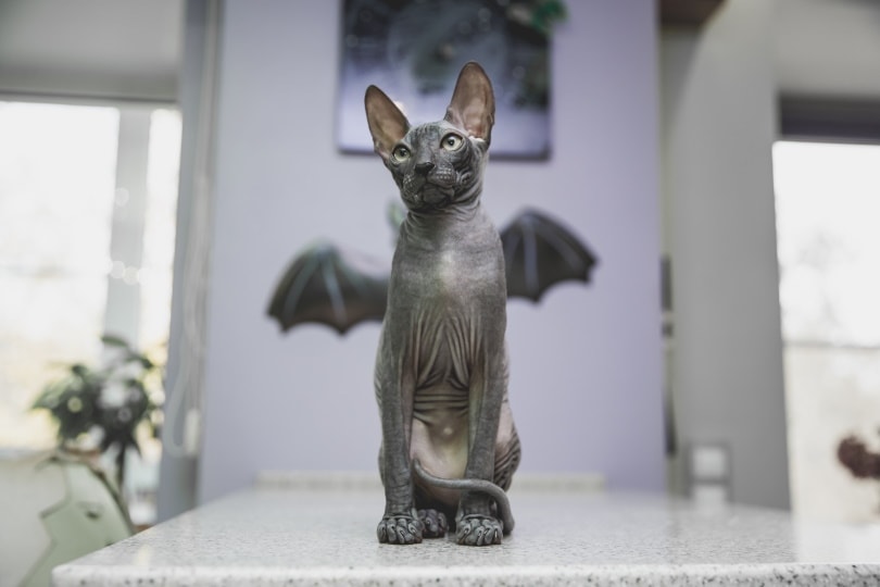 černá kočka sphynx