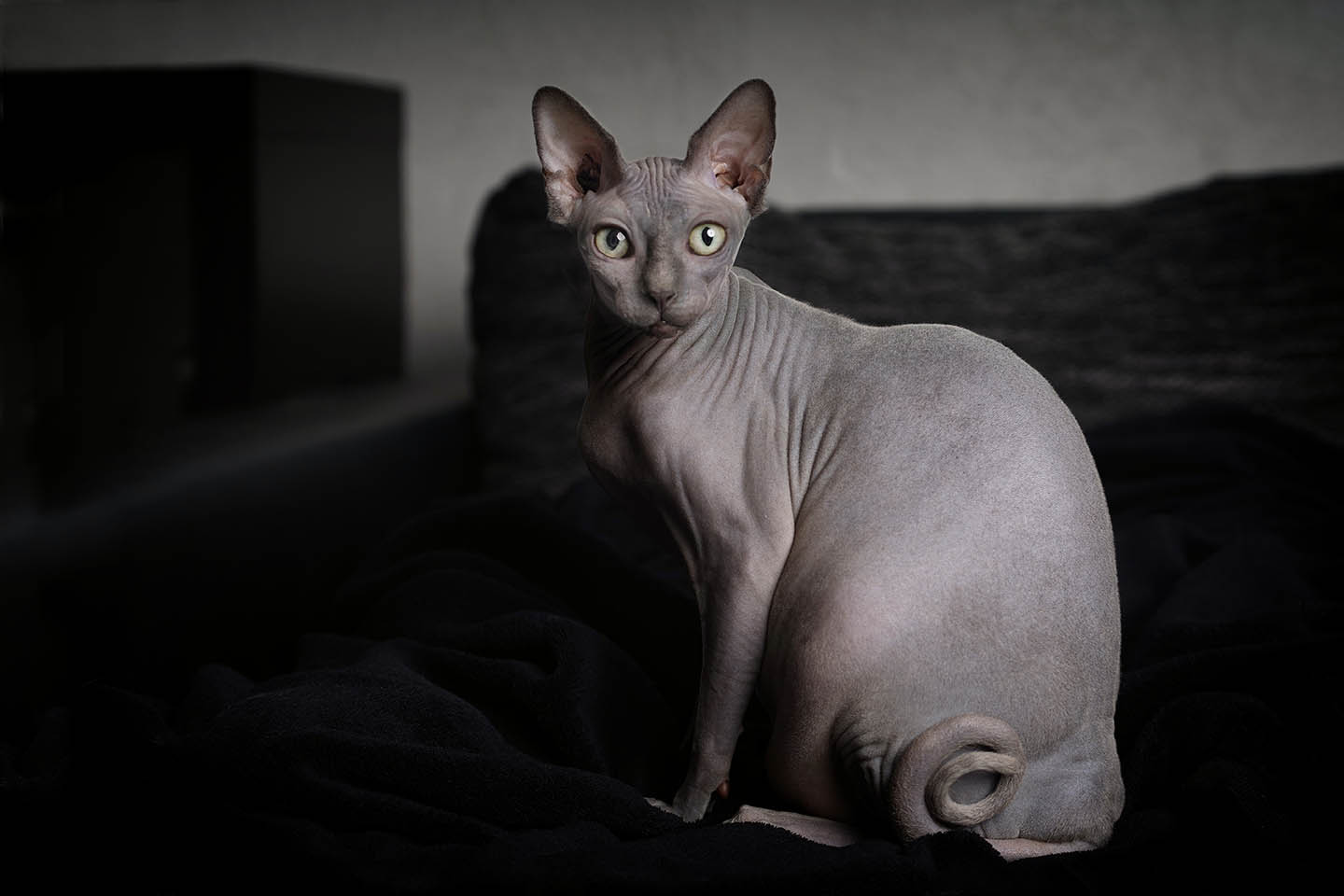 šedý sphynx