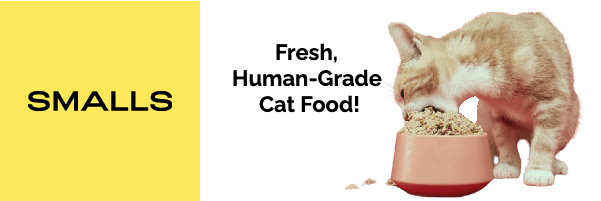 Rozkošný Maine Coon na večeři