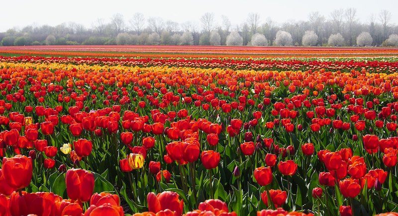 tulipánové pole