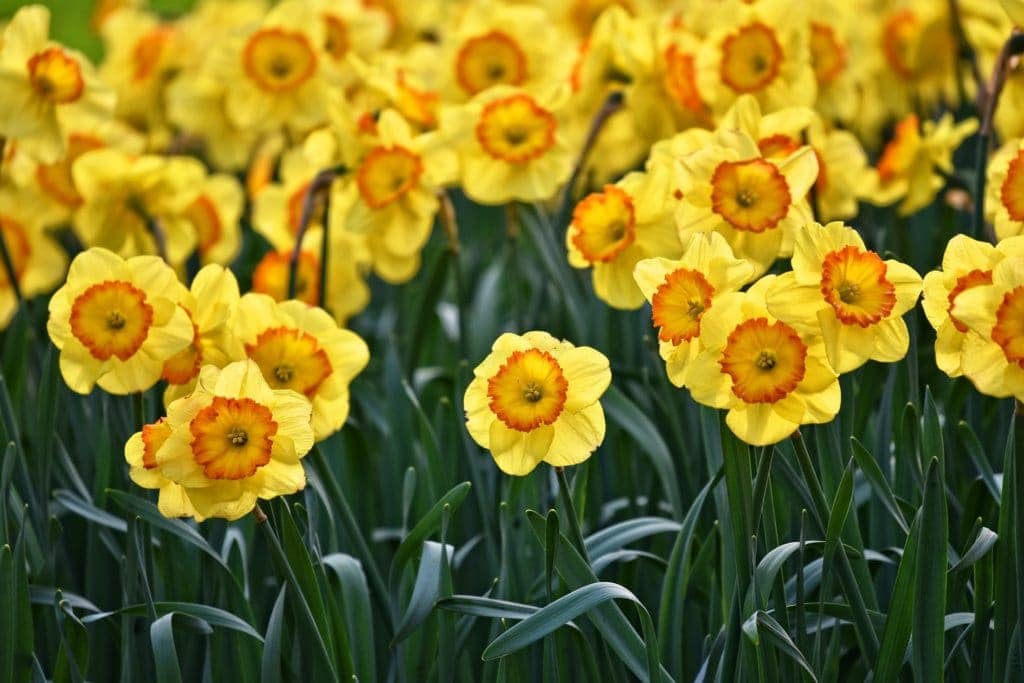 Narcis