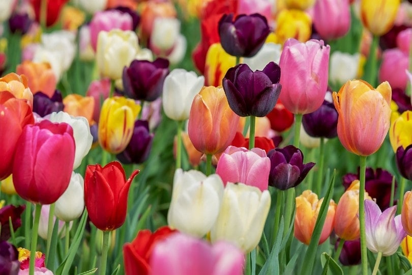 tulipány