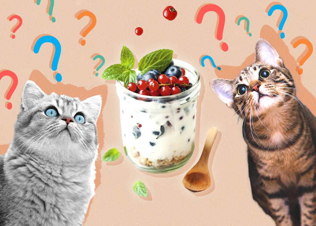 Mohou kočky jíst jogurt? Výhody a často kladené otázky zkontrolované veterinárním lékařem