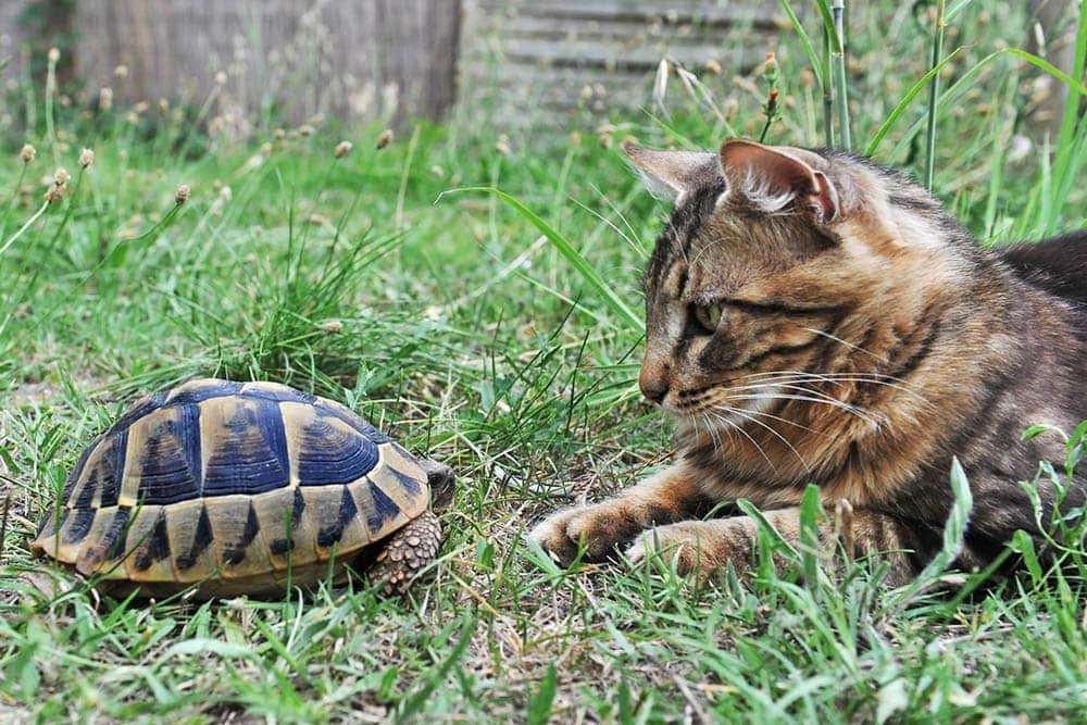 kočka při pohledu na želvu