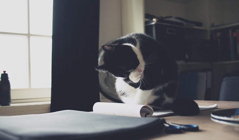 Jak dlouho můžete nechat kočku samotnou? Fakta o péči zhodnocená veterinářem