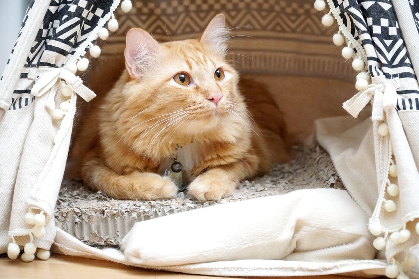 Maine coon uvnitř teepee stanu