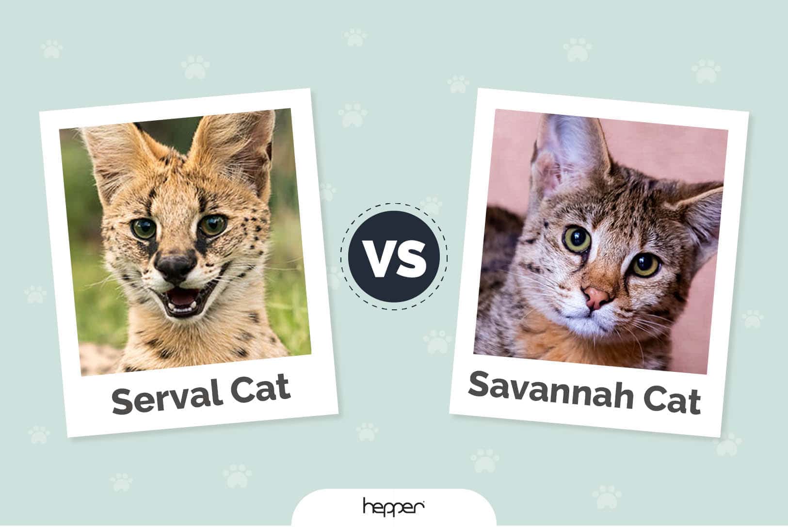 Serval Cat vs Savannah Cat Doporučený obrázek