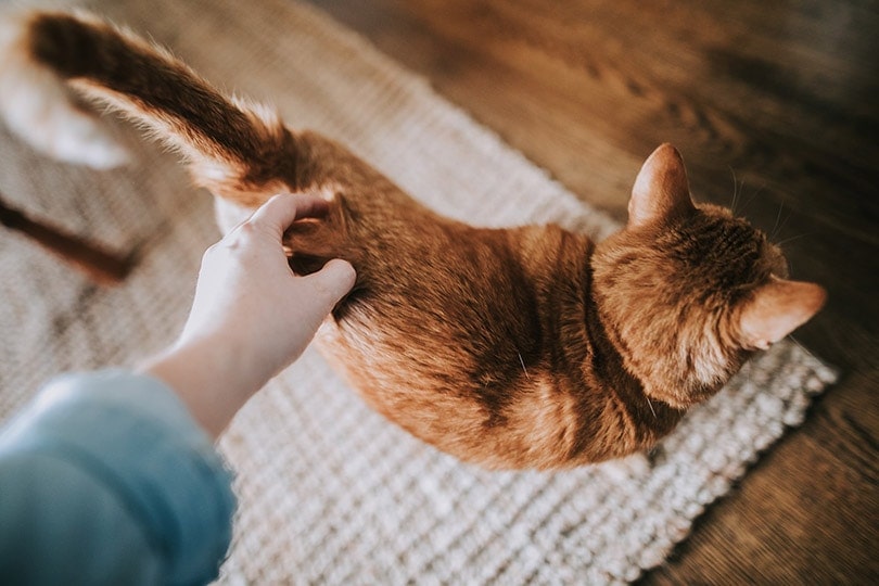 Proč kočky zvedají zadky, když jsou poškrábané? 4 důvody tohoto chování