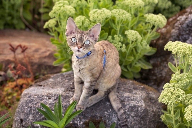 Devon rex kočka v zahradě