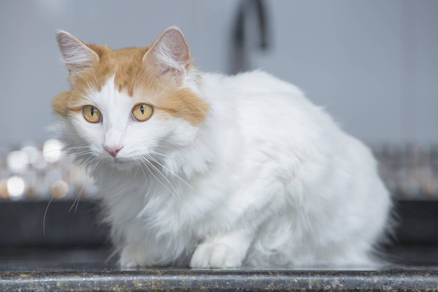 Turecká Van Cat boční pohled