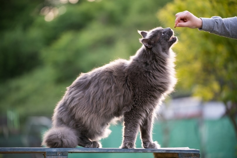 hladová bílá kočka hepper nom nom miska olizující ret