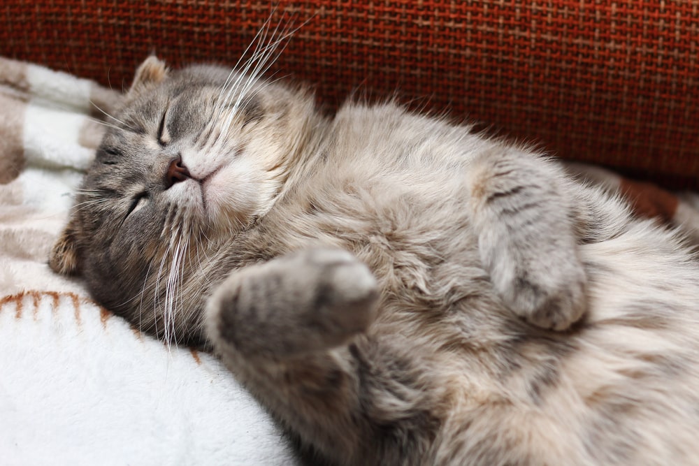 Scottish Fold spí na zádech
