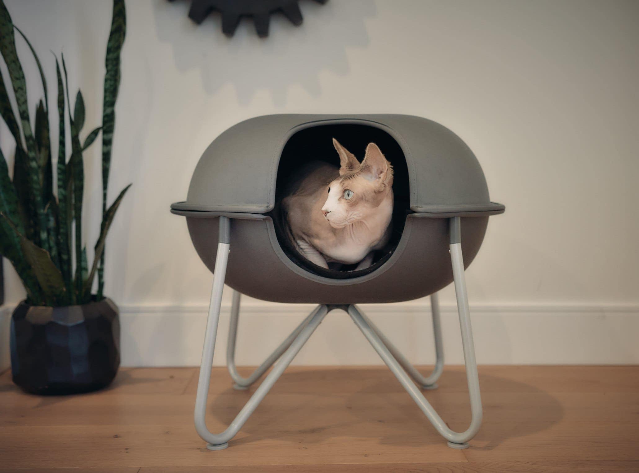 bezsrstý sphynx kočka hepper lusk postel had rostlina