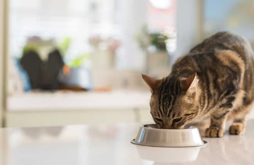 Výhody a nevýhody mokrého krmiva pro kočky: Fakta o výživě a dietě prověřená veterinárním lékařem