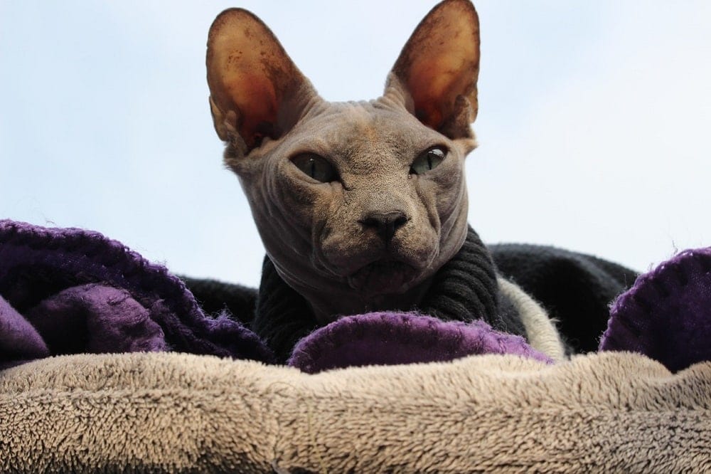 Sphynx na dece