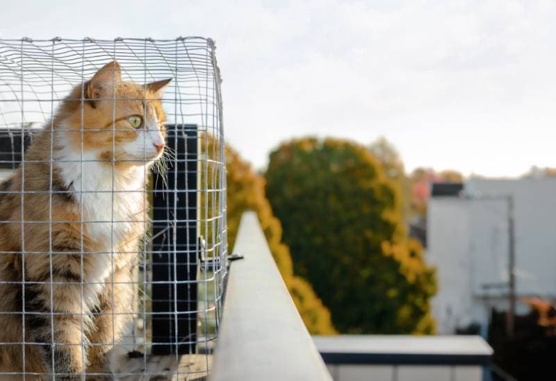 kočka sedící v catio při pohledu ven