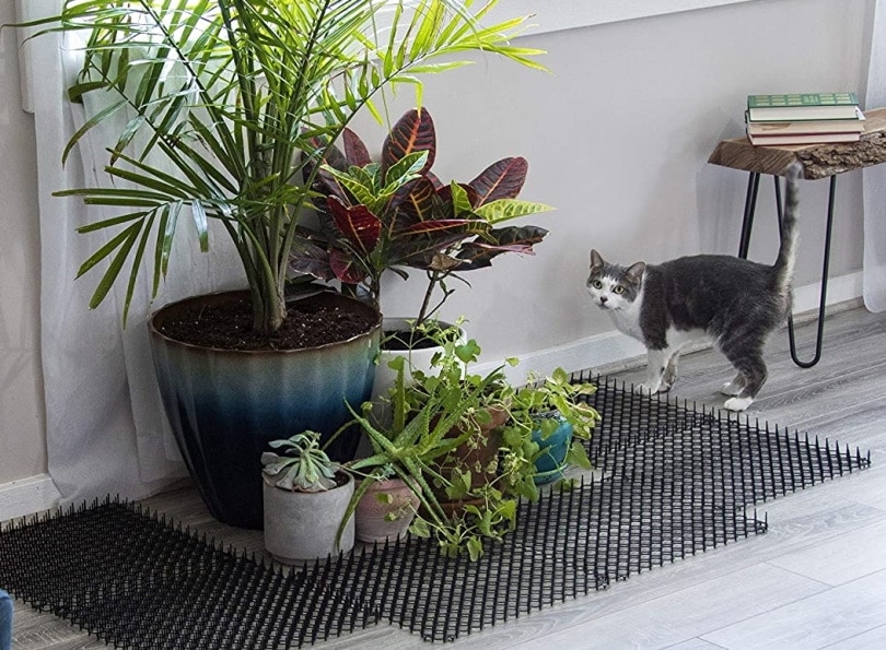 Venkovní repelent pro kočky Scat Cat Homarden
