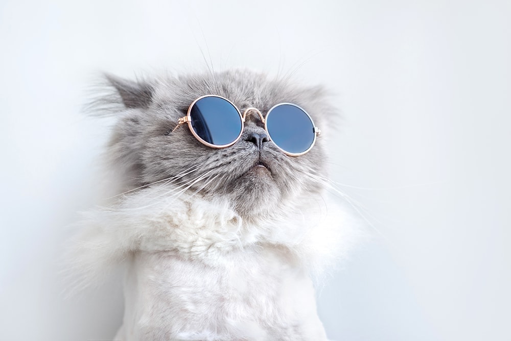 Cool-cat-se-sluneční brýle
