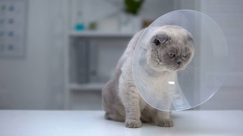 kočka na veterinární klinice zotavující se z procedury sterilizace