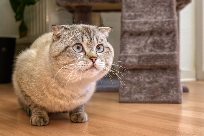 Jak zjistit, jak stará je kočka – 4 kroky schválené veterinářem