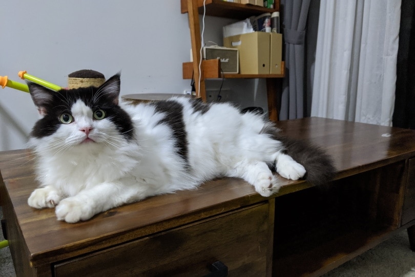 kočka ragamuffin
