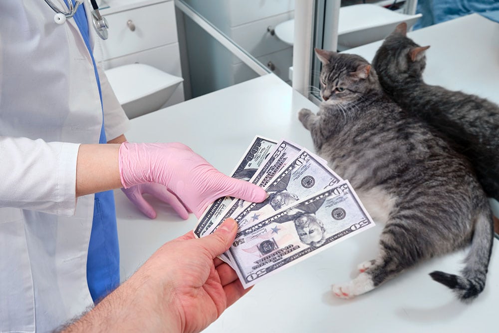 Veterinární lékař na klinice k léčbě kočky, peníze v ruce