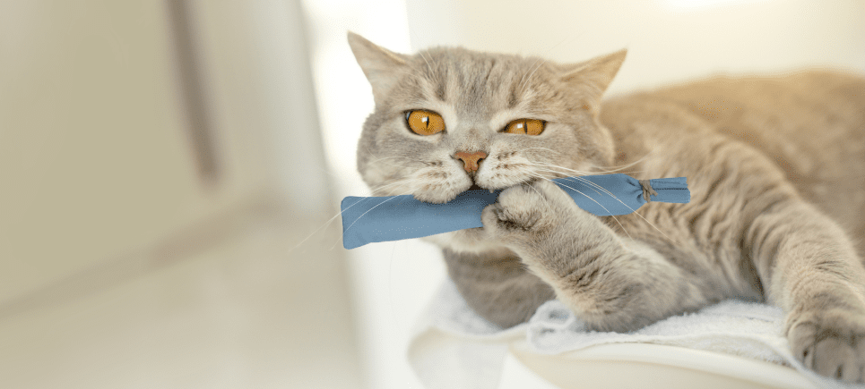 Hp Catnip Stick Toy 3