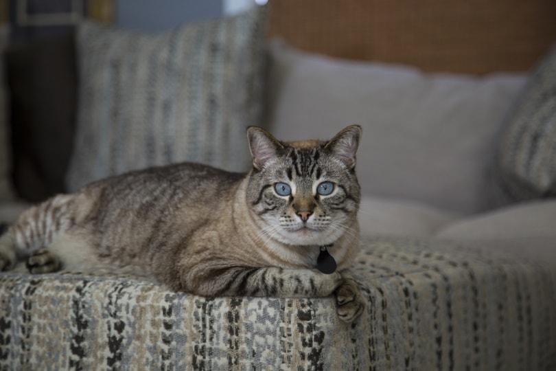 lynx point siamská_Kolander Art_Shutterstock