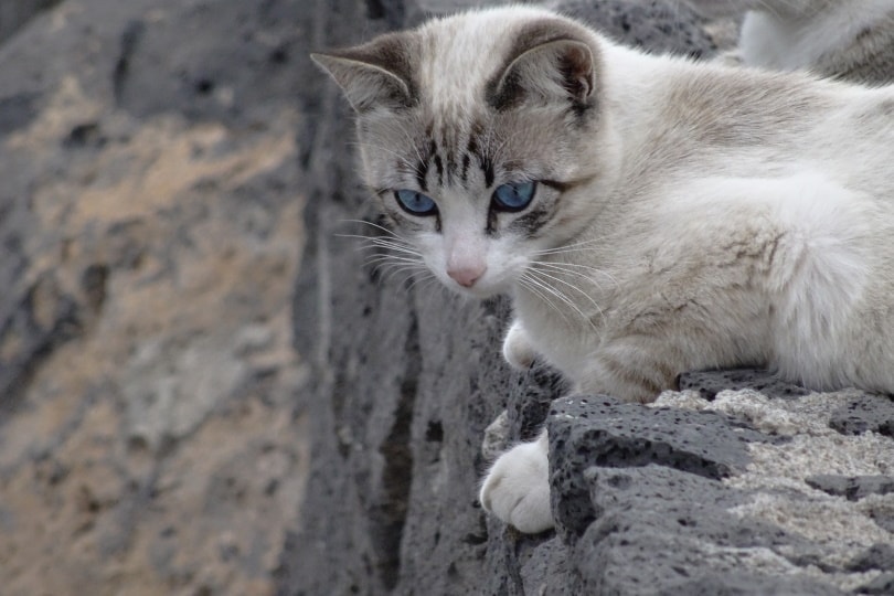 siamský lynx point cat_Michel Bertolotti_Pixabay