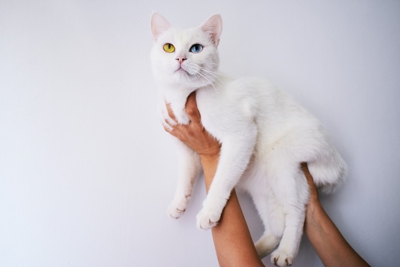 Kočka s heterochromií se držela vysoko