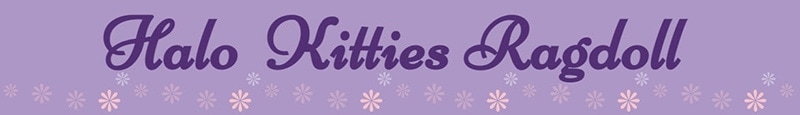 Logo Halo Kitties
