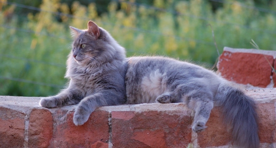 chat perský šedý povlak