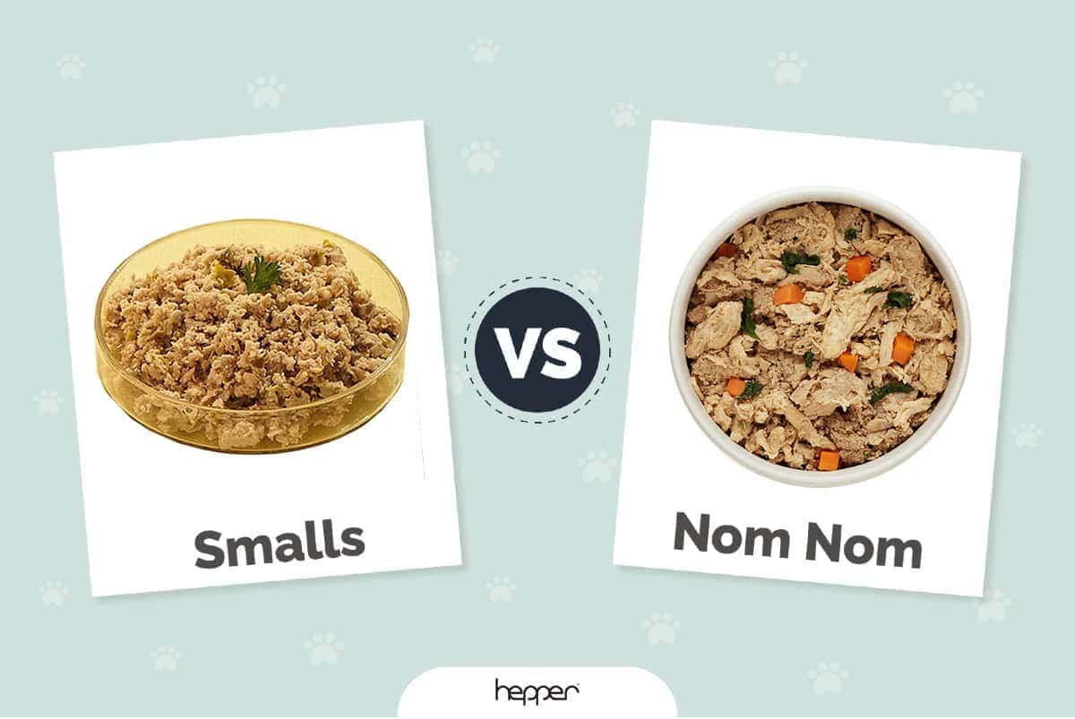 Smalls vs Nom Nom: Které čerstvé krmivo pro kočky je pro vaši kočku to pravé? (2023)