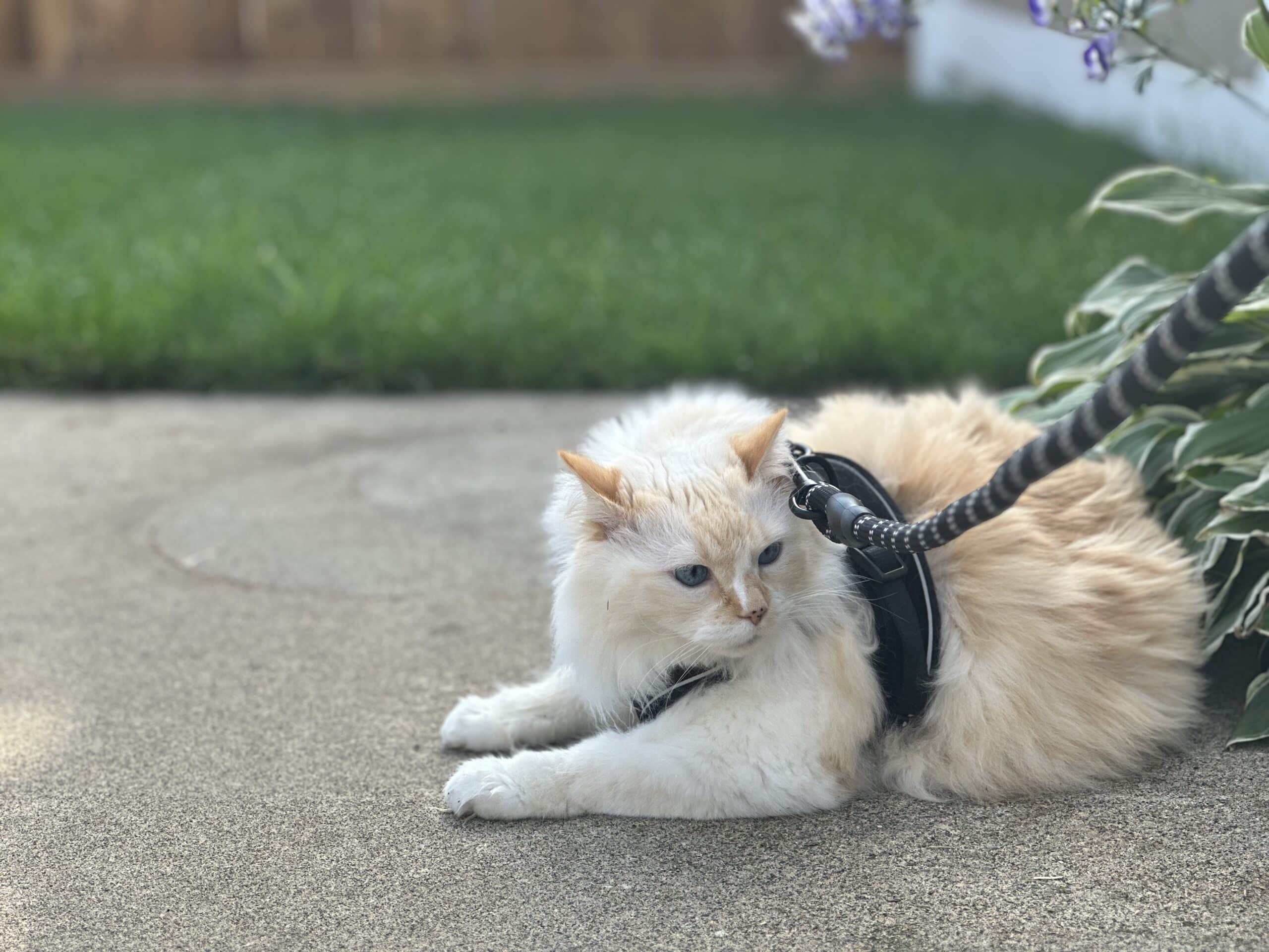 Hp Harness bílý himálajský perský v trávě venku
