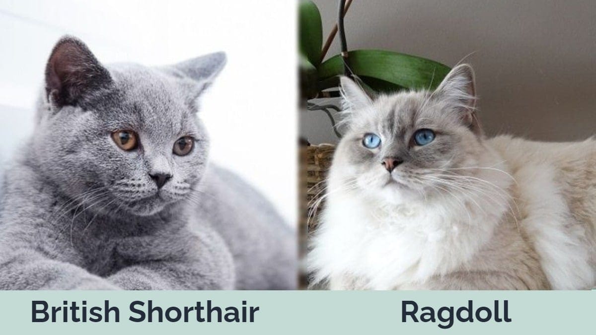Hp - Britská krátkosrstá vs. Ragdoll Side by Side