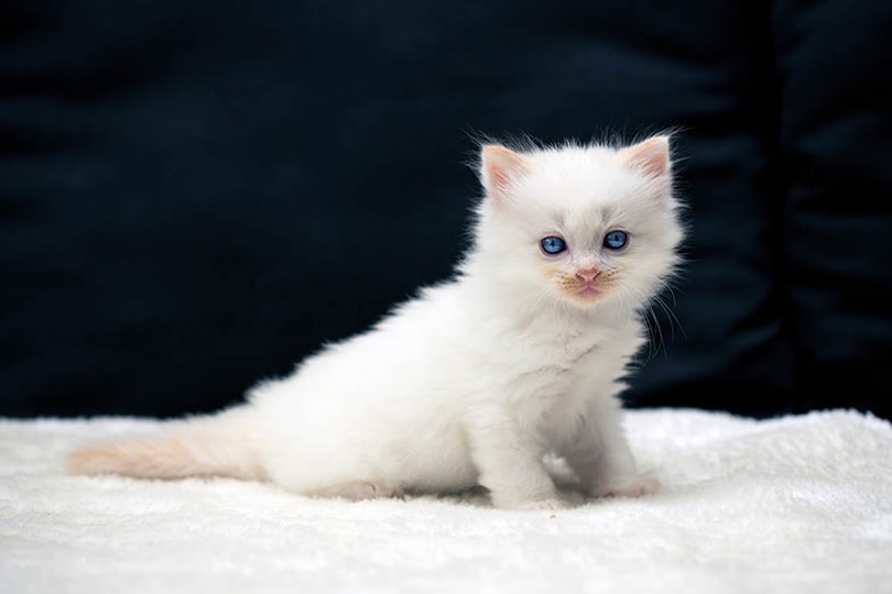 ragdoll kotě sedící na měkké dece