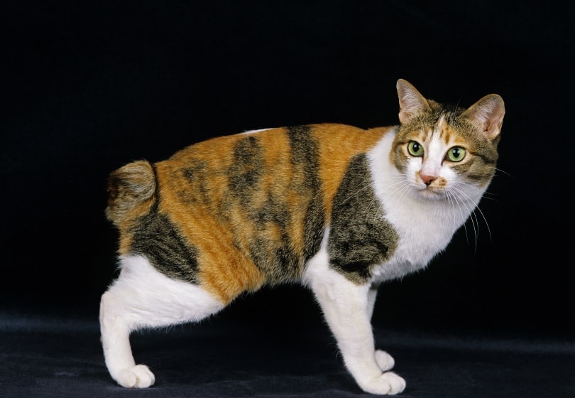 Japonská kočka bobtail