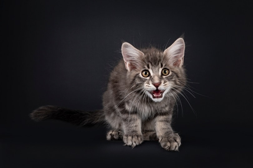 mourovaté mainské mývalí kotě cvrlikání