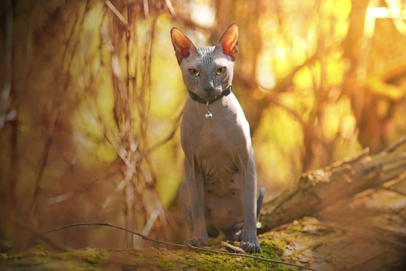 šedá sphynx kočka sedící venku