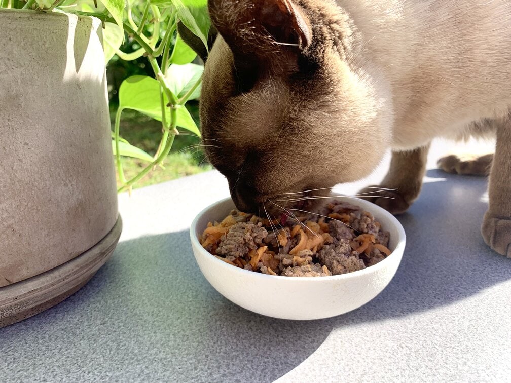Barmská kočka jíst domácí veterinářem schválené krmivo pro kočky hovězí maso a mrkev