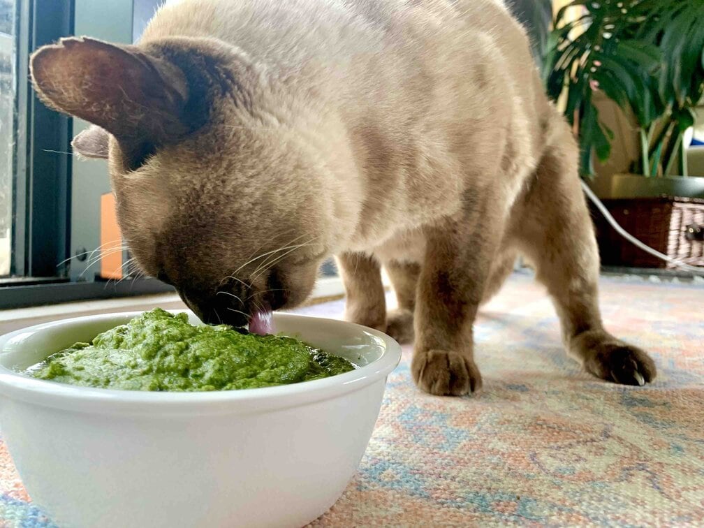 squash a krůtí domácí krmivo pro kočky recept schválený veterinářem