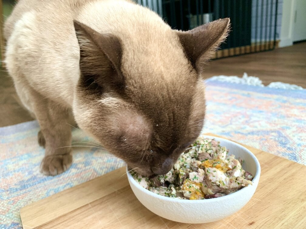 Barmská kočka, která jí čerstvé kuřecí jídlo, recept schválený veterinářem