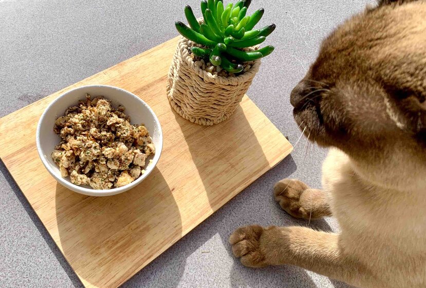Barmská kočka se chystá sníst recept Dr. Jones’s Tasty Homemade Cat Food (Turecko)